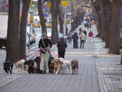 Photo of dog walker in New York City