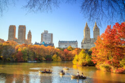 Central Park in Autumn with colorful trees, geese swimming in the pond and skyscrapers standing in the blue skies.